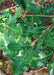 Closeup of rich green leaves.