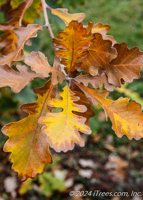 Closeup of rusty yellow fall color.