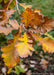 Closeup of rusty yellow fall color.