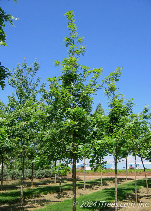 Urban Pinnacle Oak in a nursery row with green leaves.