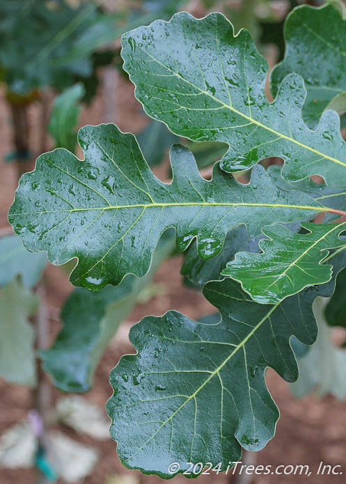 Closeup of green shiny leaves with raindrops on them.