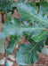 Closeup of green shiny leaves with raindrops on them.