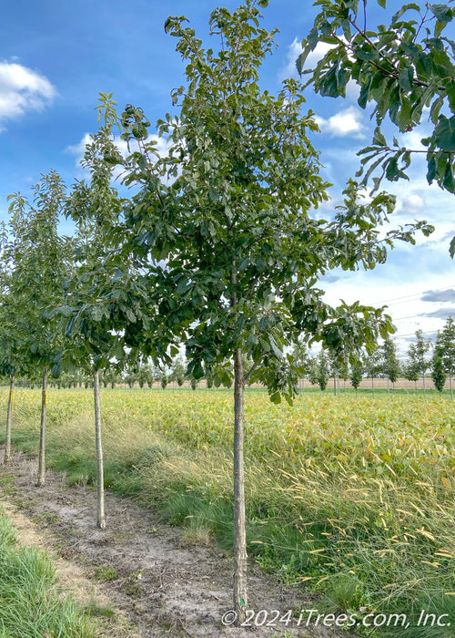 Chinkapin Oak in a nursery row with green leaves.
