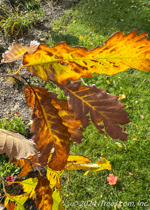 Closeup of changing fall color from yellow to a rusty brown.