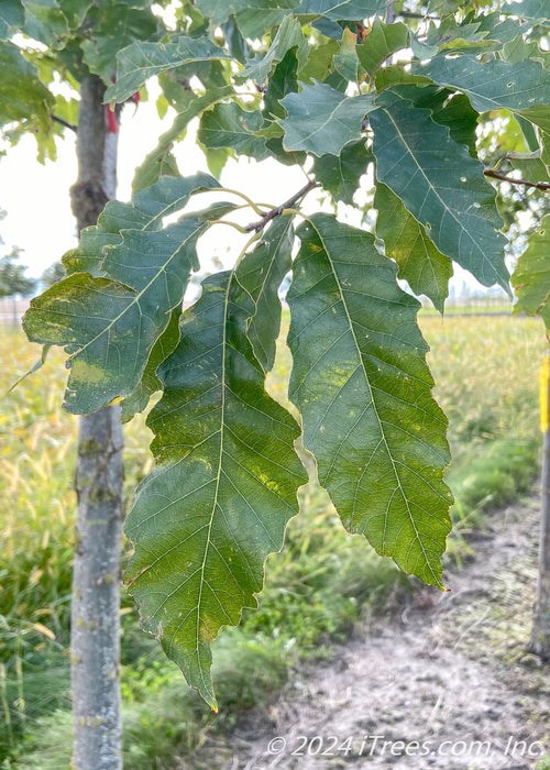 Closeup of the end of a branch with dark green leaves showing the sun filtering through.