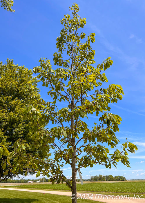 Closeup of a newly planted Chinkapin Oak's green canopy.
