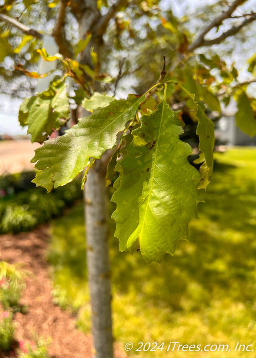 Closeup of a newly planted Chinkapin Oak's bright green leaves.