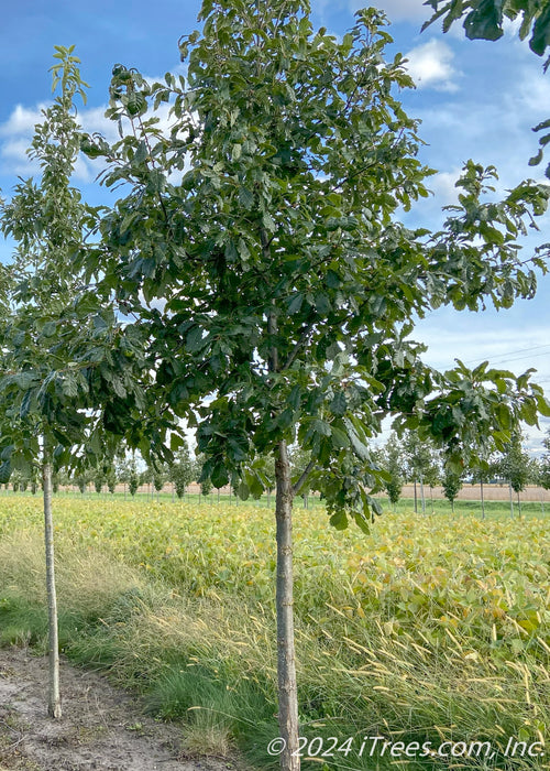 Chinkapin Oak growing in a nursery row with green leaves.