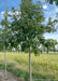 Chinkapin Oak growing in a nursery row with green leaves.