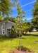 Newly planted Chinkapin Oak in a front yard with green leaves.