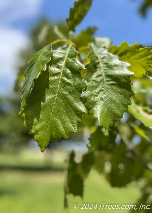 Closeup of shiny narrowly toothed green leaves.