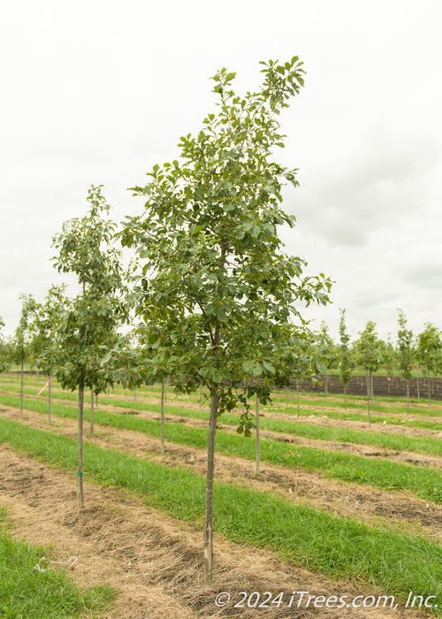 Chinkapin Oak grows in a nursery row with green leaves.
