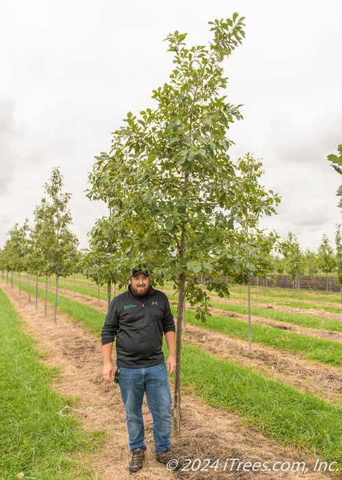 Chinkapin Oak grows in the nursery and has a person standing nearby to show the height comparison.