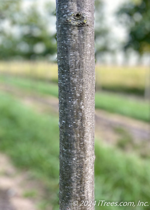Closeup of a smooth grey trunk.