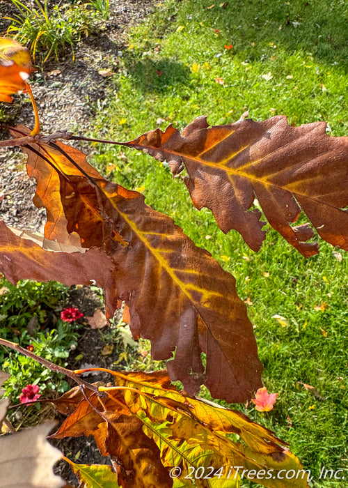 Closeup of rusty yellow-brown fall color.