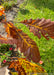 Closeup of rusty yellow-brown fall color.