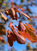 Closeup of rusty red fall color.