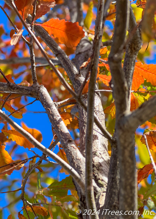 Closeup of the upper inner branching showing changing fall color with colors ranging from green, yellow to red.