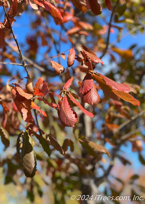 Closeup of the end of a branch showing changing fall color from green to a rusty red.