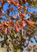 Closeup of the end of a branch showing changing fall color from green to a rusty red.