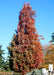 View looking up at a mature Crimson Spire Oak in nearly full red fall color.