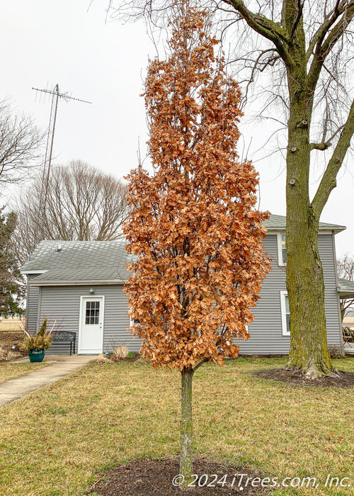 Crimson Spire Oak in the winter with a full canopy of fawn brown leaves while trees in the background are bare.