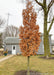 Crimson Spire Oak in the winter with a full canopy of fawn brown leaves while trees in the background are bare.