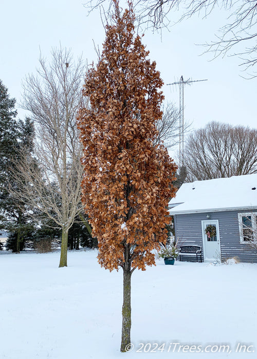 Crimson Spire Oak with a full canopy of fawn brown leaves standing tall in the dead of winter, surrounded by snow and bare trees.