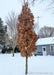 Crimson Spire Oak with a full canopy of fawn brown leaves standing tall in the dead of winter, surrounded by snow and bare trees.