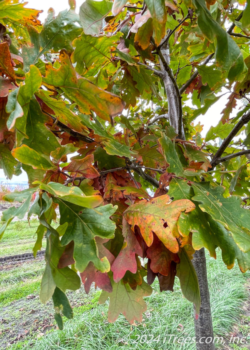 Closeup of transitioning fall color showing hues of red, yellow, orange and green.