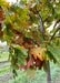 Closeup of transitioning fall color showing hues of red, yellow, orange and green.