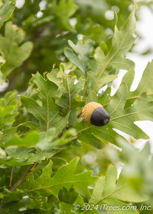 A closeup of a dark brown acorn and green leaves.