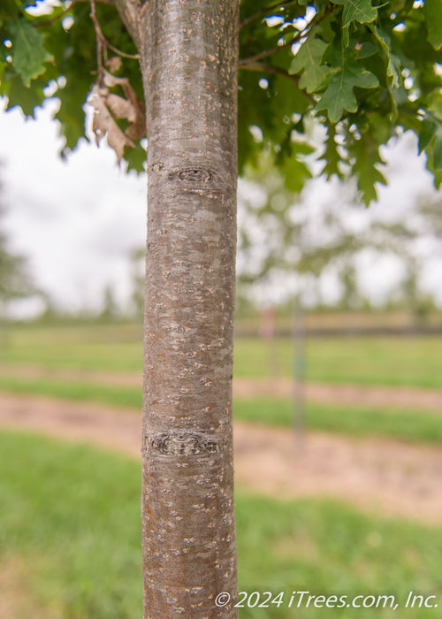 A closeup of a young smooth grey tree trunk.