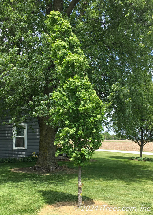 Crimson Spire Oak with a full narrow canopy of green leaves, withstanding strong country winds.