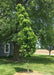 Crimson Spire Oak with a full narrow canopy of green leaves, withstanding strong country winds.