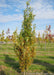 A single Crimson Spire Oak in the nursery with transitioning fall color, surrounded by other trees, and blue sky in the background.