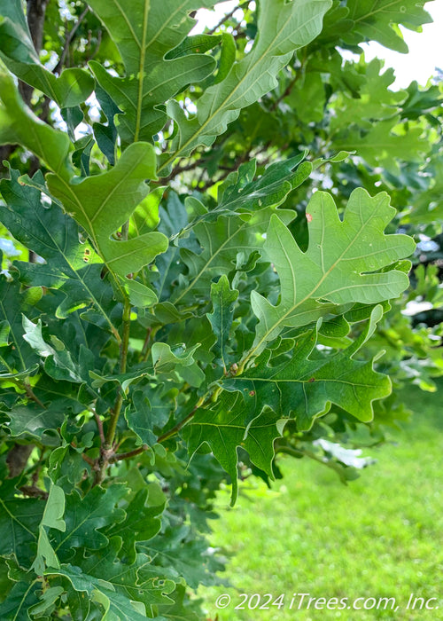 Closeup of rich green leaves.