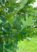 Closeup of rich green leaves.