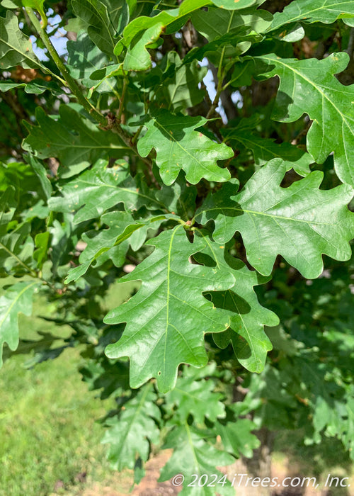 Closeup of shiny green leaves.