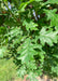 Closeup of shiny green leaves.