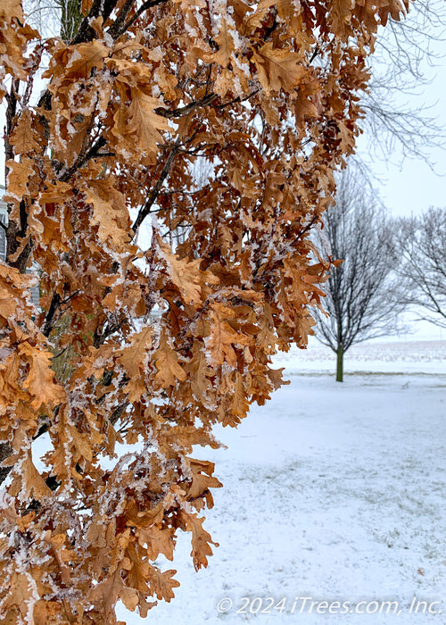 Closeup of fawn brown winter leaves with snow on them. Bare trees and snow covered ground in the background.