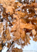 Closeup of fawn brown leaf with snow on the tips.