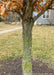 Closeup of maturing rough textured trunk.