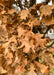 Closeup of brown leaves after they've lost their fall color.