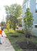 A crew member cleans up after planting a row of Crimson Spire Oaks along the side of a house and sidewalk.