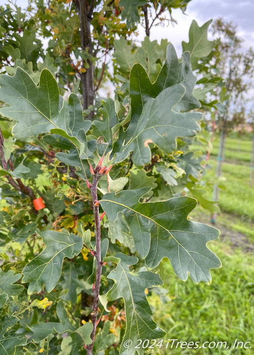 Closeup of dark green leaves with red stems.