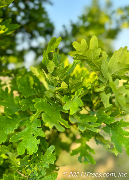 Closeup of a densely coated branch of green leaves.