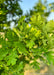 Closeup of a densely coated branch of green leaves.