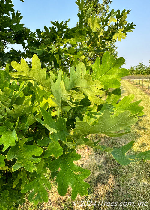 Closeup of a densely coated branch of green leaves.