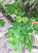 Closeup of a green leaf and two newly formed bright green acorns.